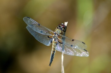 dragonfly on leaf