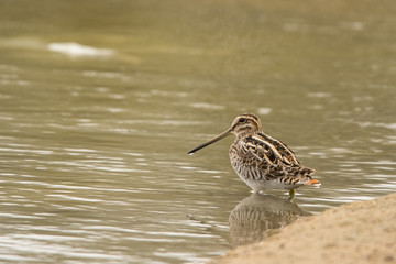 Common snipe / Gallinago gallinago