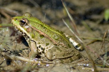 frog on leaf