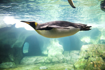Majestic Penguins