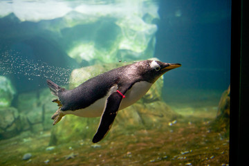 Majestic Penguins