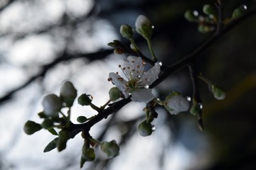  A flower on a plum tree branch after a rain.Flowering plum tree after rain on natural background