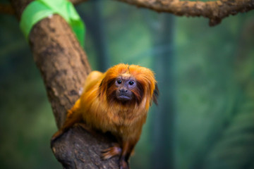 Golden Lion Tamarin