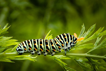 ausgewachsene Raupe des Schwalbenschwanzes