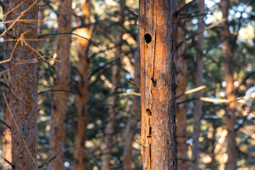 Hollow on pine tree