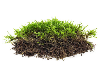 Moss isolated on a white background