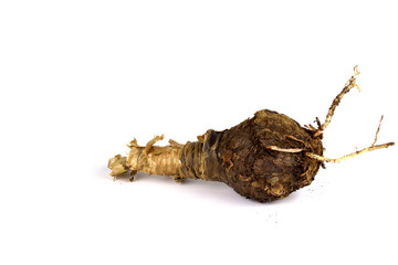 The bulb of daffodils on white background