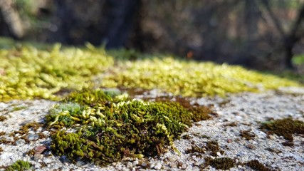 Moss on the edge of a rural road
