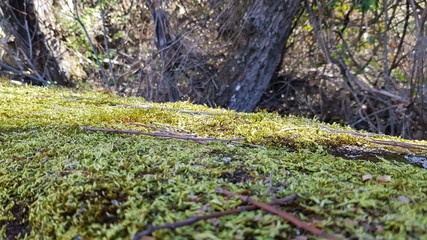 Moss on the edge of a rural road