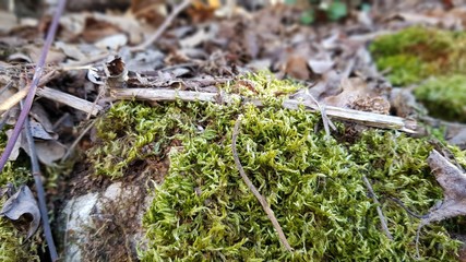 Moss on the edge of a rural road