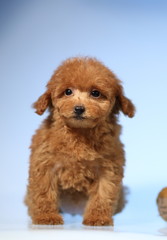 toy poodle  dog cute puppy 