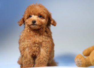 toy poodle  dog cute puppy 
