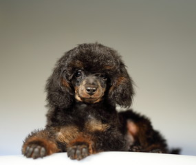 toy poodle  dog cute puppy 