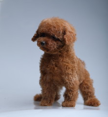 toy poodle  dog cute puppy 