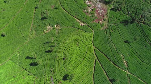 Famous green tea plantation landscape view from Lipton's Seat, Haputale, Sri Lanka.