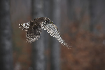 Northern goshawk