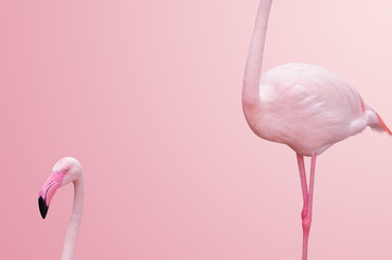 abstract flamingo half body on pink background - obrazy, fototapety, plakaty