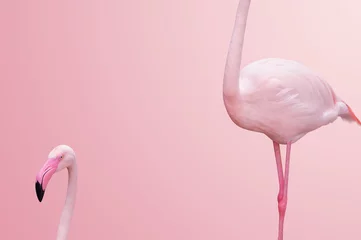Fotobehang abstract flamingo half lichaam op roze achtergrond © OHishi_Foto