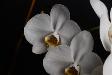 Fototapeta na wymiar Flowers of a white orchid isolated on a black background. Closeup