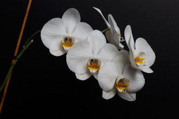 White orchid flower on a black background, space for a text, flat lay