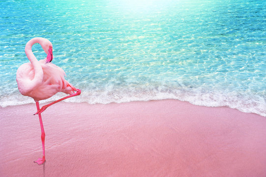 pink flamingo bird sandy beach and soft blue ocean wave summer concept background