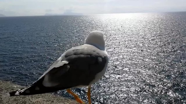 Naples, Campania, Italy - March 1, 2019: Seagull flying in flight from Castel dell'Ovo