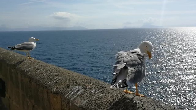 Naples, Campania, Italy - March 1, 2019: Seagull smoothing its feathers at Castel dell'Ovo