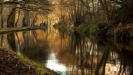 reflection of trees in water