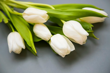 Fototapeta na wymiar White tulips flowers bouquet on grey background, spring beautiful flowers bouquet