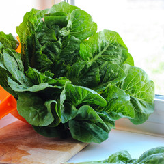 Ripe organic romaine lettuce