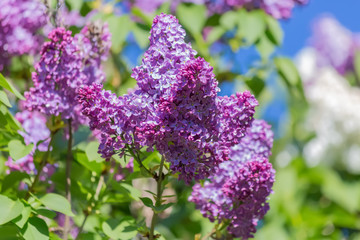 Lilac branch in springtime. Blossoming syringa. Violet florets of lilac spring in garden. Nature wallpaper blurry background. Toned image soft focus and doesn’t in focus.