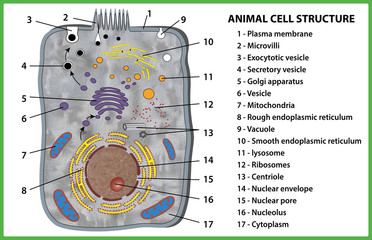 Animal cell structure on white background. Useful for study biology and science education. Vector illustration