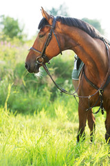 portrait of sportive horse in meadow