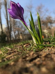 violetter Krokus im Park von unten