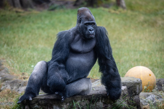 423 Meilleures Silverback Gorilla Images Photos Et Illustrations Vectorielles Stock Adobe Stock
