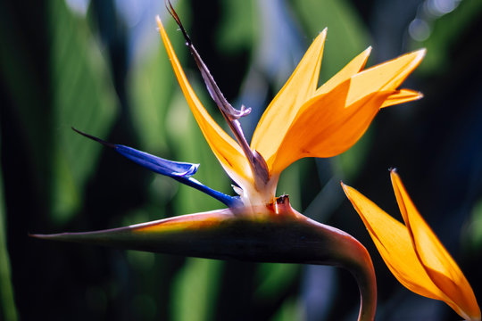 Bird Of Paradise Crane Flower Strelitzia Reginae Close Up