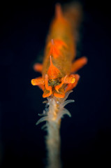 Incredible Underwater World - Dragon shrimp - Miropandalus hardingi. Diving and macro undwerwater photography. Tulamben, Bali, Indonesia. 