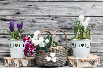 Frühlingserwachen mit Krokus rustikal vor Holzhintergrund
