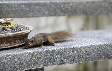 Eichhörnchen im Botanischen Garten in Singapur © Andrea Geiss