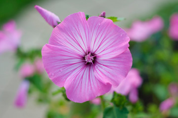 Fototapeta premium Beautiful pink flowers of Annual mallow (Lavatera trimestris) after rain. Also know as rose mallow, royal mallow and regal mallow.