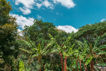 Fototapeta na wymiar Banana trees on blue sky