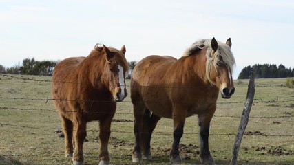 chevaux au vent