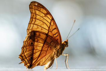 Butterfly illuminated by Sunlight