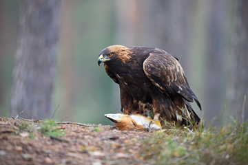 Golden Eagle with hunted fox