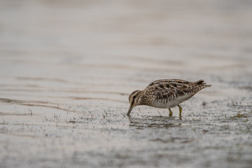 Common snipe / Gallinago gallinago