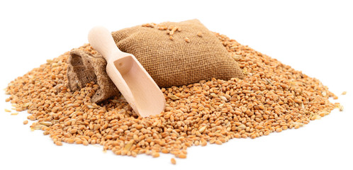 Wheat seeds in bag and scoop.