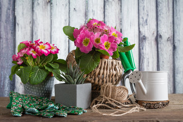 concept of spring gardening: colorful primroses, watering can, garden tools, garden equipment on a wooden background near the wall