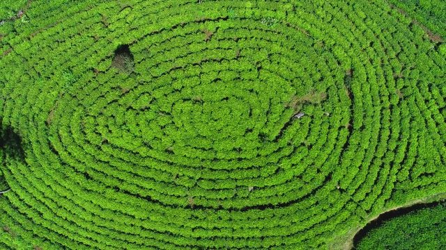 Famous green tea plantation landscape view from Lipton's Seat, Haputale, Sri Lanka.