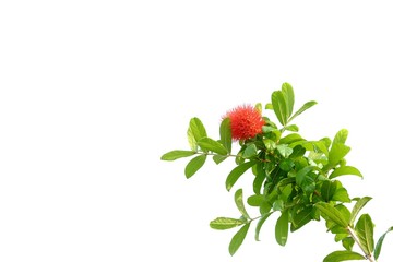 Sweet red flower blossom with green leaves on white isolated background for green foliage backdrop 