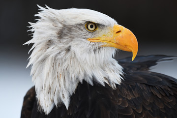 Bald eagle portrait